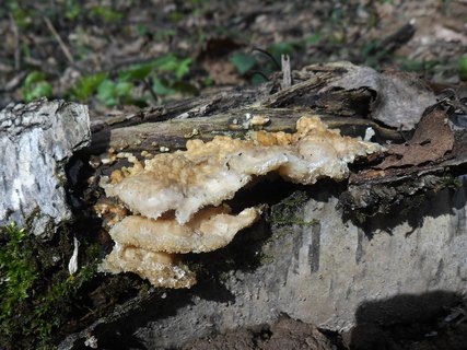 Trametes cervina AMF 20170415-05