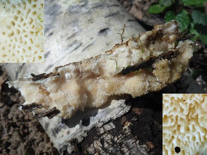 Trametes cervina AMF 20170415-06