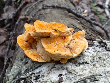 Trametes cervina AMF 20170822-07