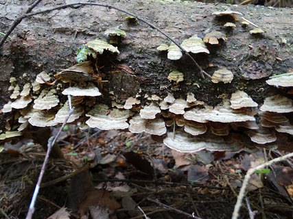 Trichaptum abietinum AMF 20170601-08