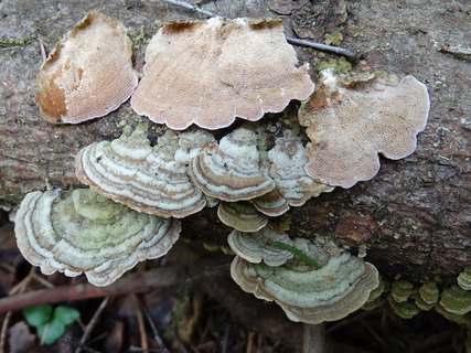 Trichaptum abietinum AMF 20170601-09