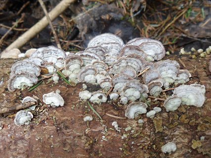 Trichaptum abietinum AMF 20170423-01