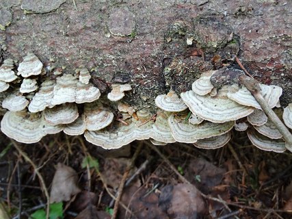 Trichaptum abietinum AMF 20170601-04