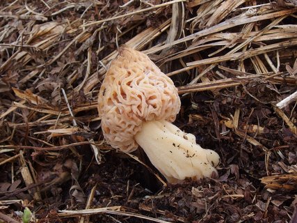 Morchella cf deliciosa MVK 20170513-01