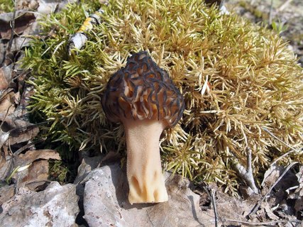 Morchella deliciosa MVK 20180505-03