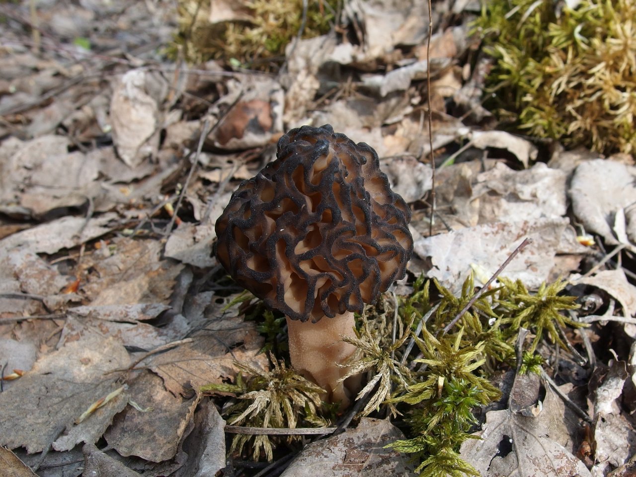 Morchella deliciosa