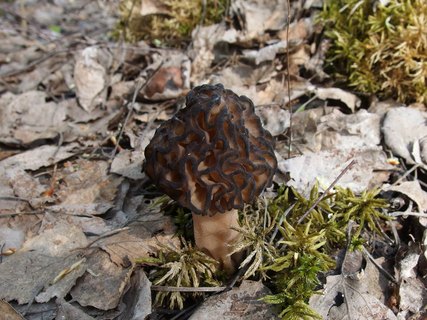 Morchella deliciosa MVK 20180505-02