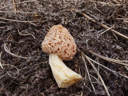 Morchella cf deliciosa MVK 20170513-04