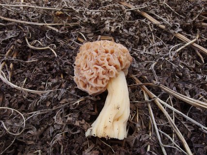 Morchella cf deliciosa MVK 20170513-03