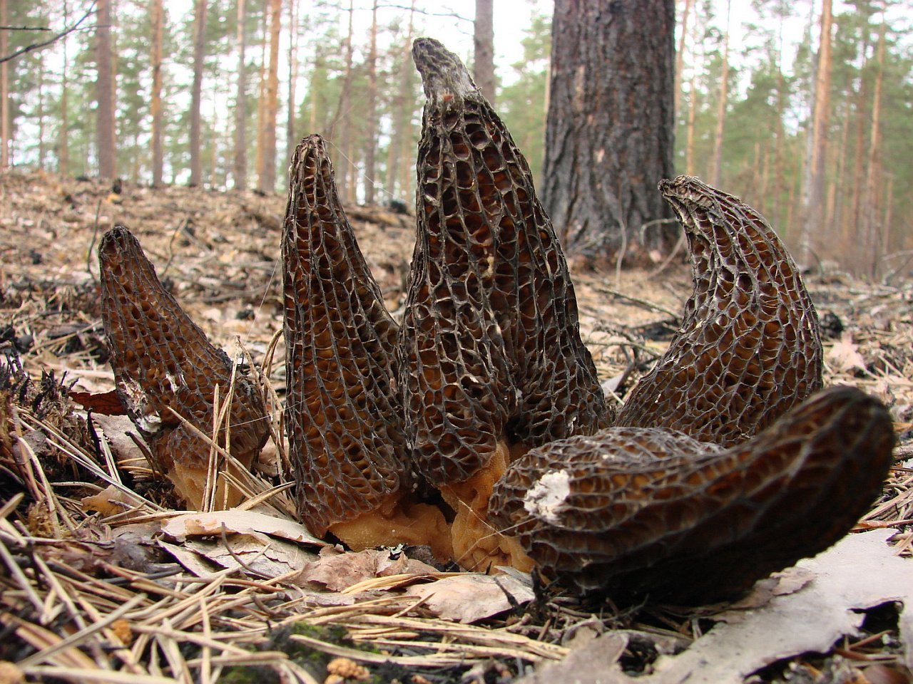 Morchella exuberans