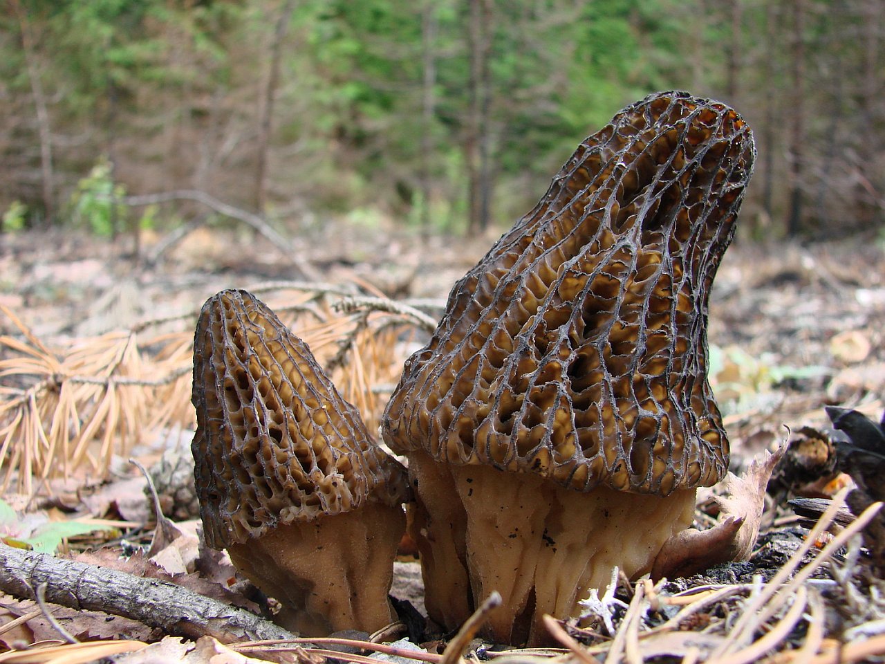 Morchella exuberans PNV 20110622-02