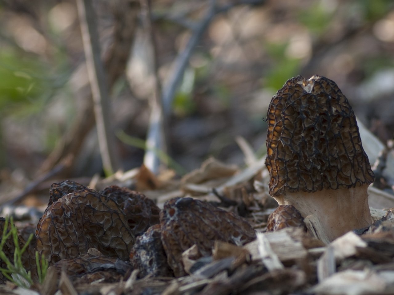 Morchella exuberans PNV 20130520-02