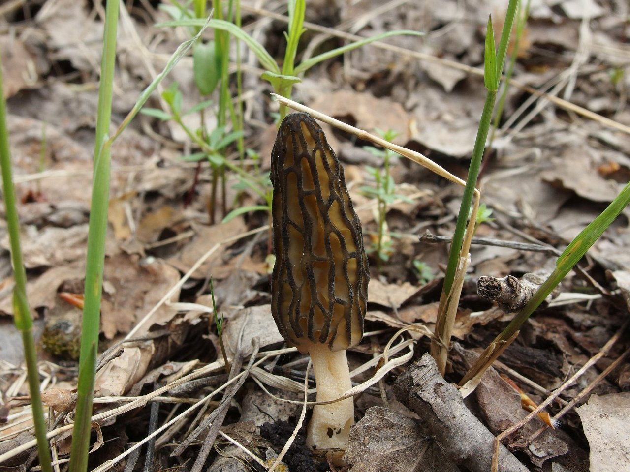 Morchella elata