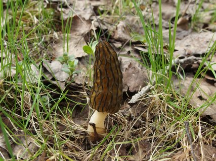 Morchella elata MVK 20180505-07