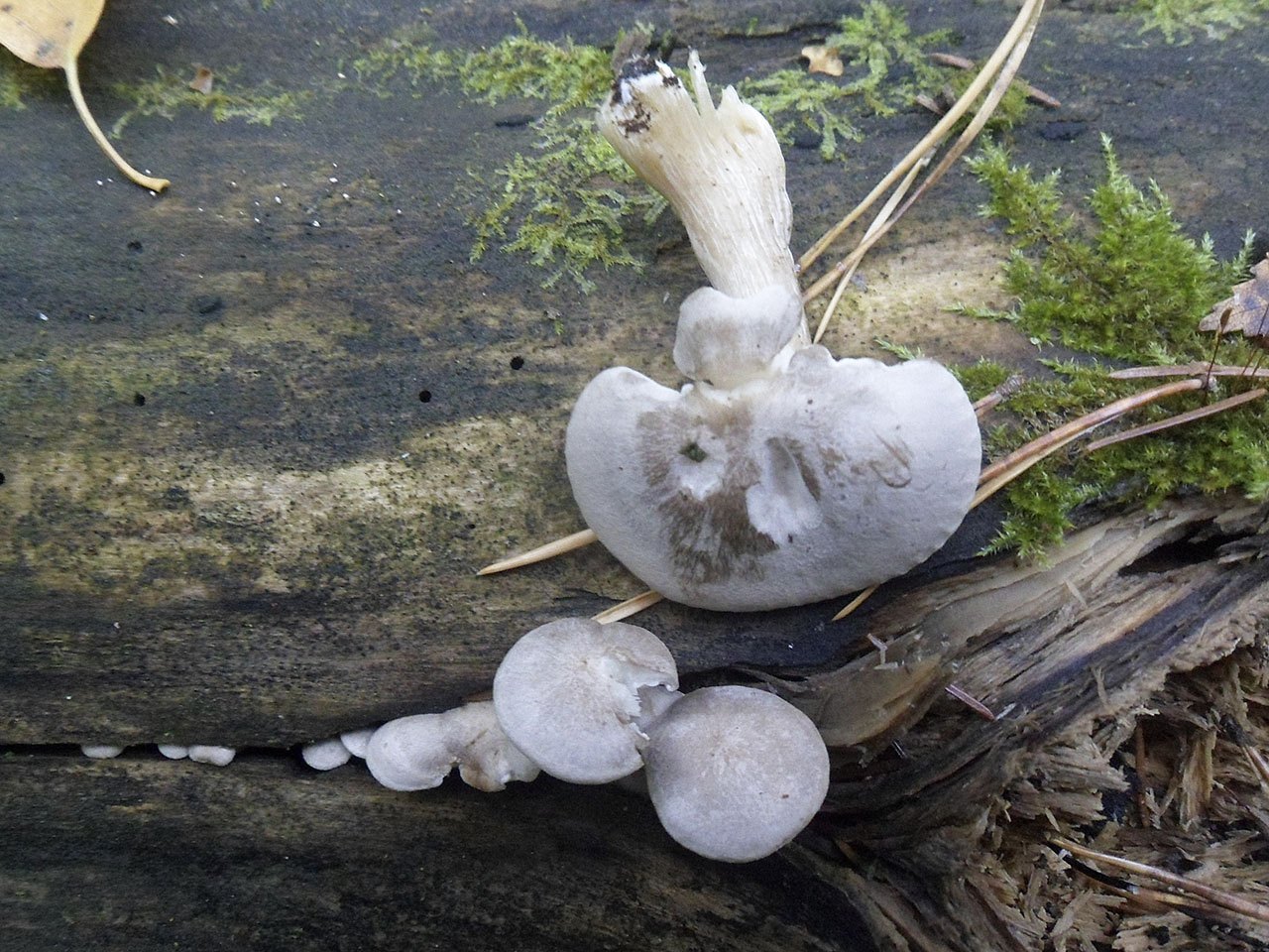 Clitocybe truncicola