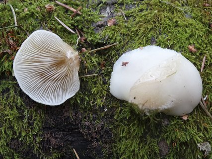 Crepidotus mollis AMF 20180929-02