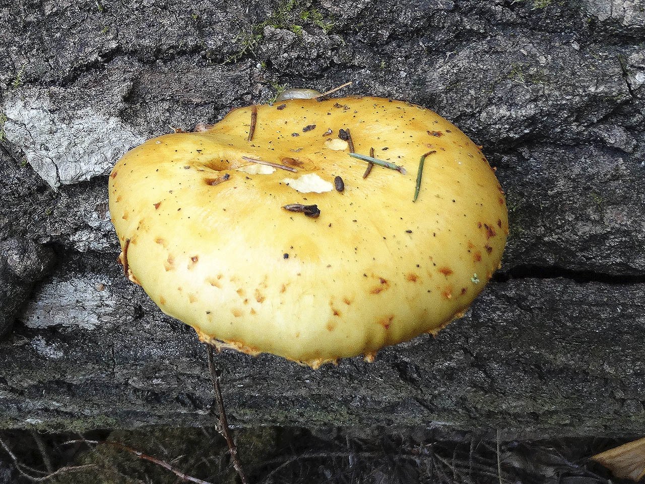 Pholiota aurivella AMF 20181002-04