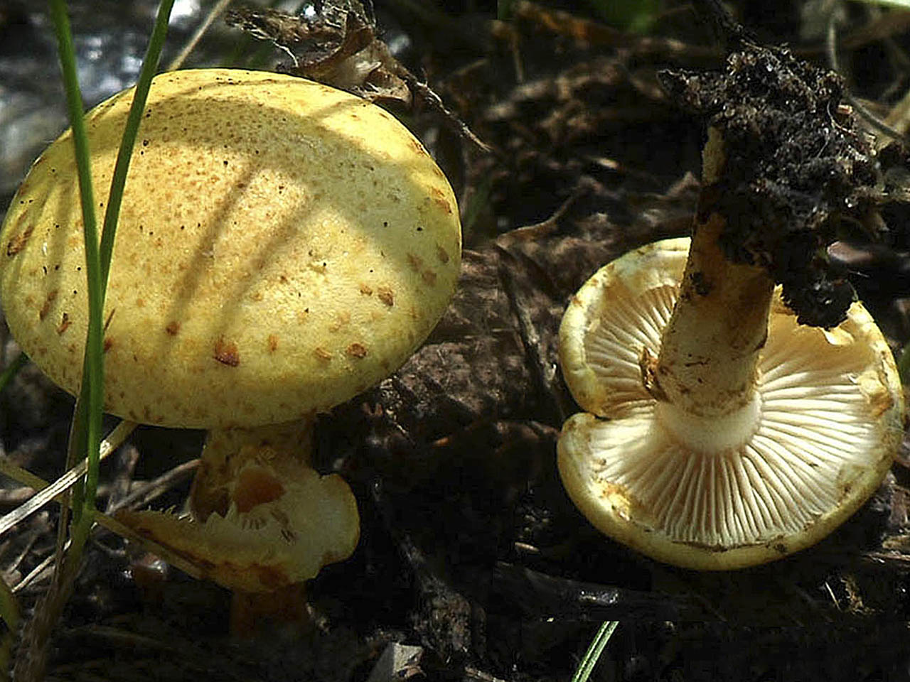 Pholiota aurivella AMF 20170716-08
