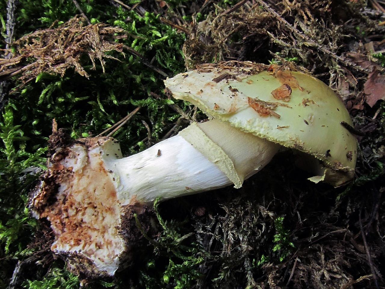 Amanita