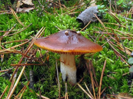 Cortinarius mucosus