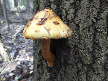 Pholiota aurivella AMF 20180929-01