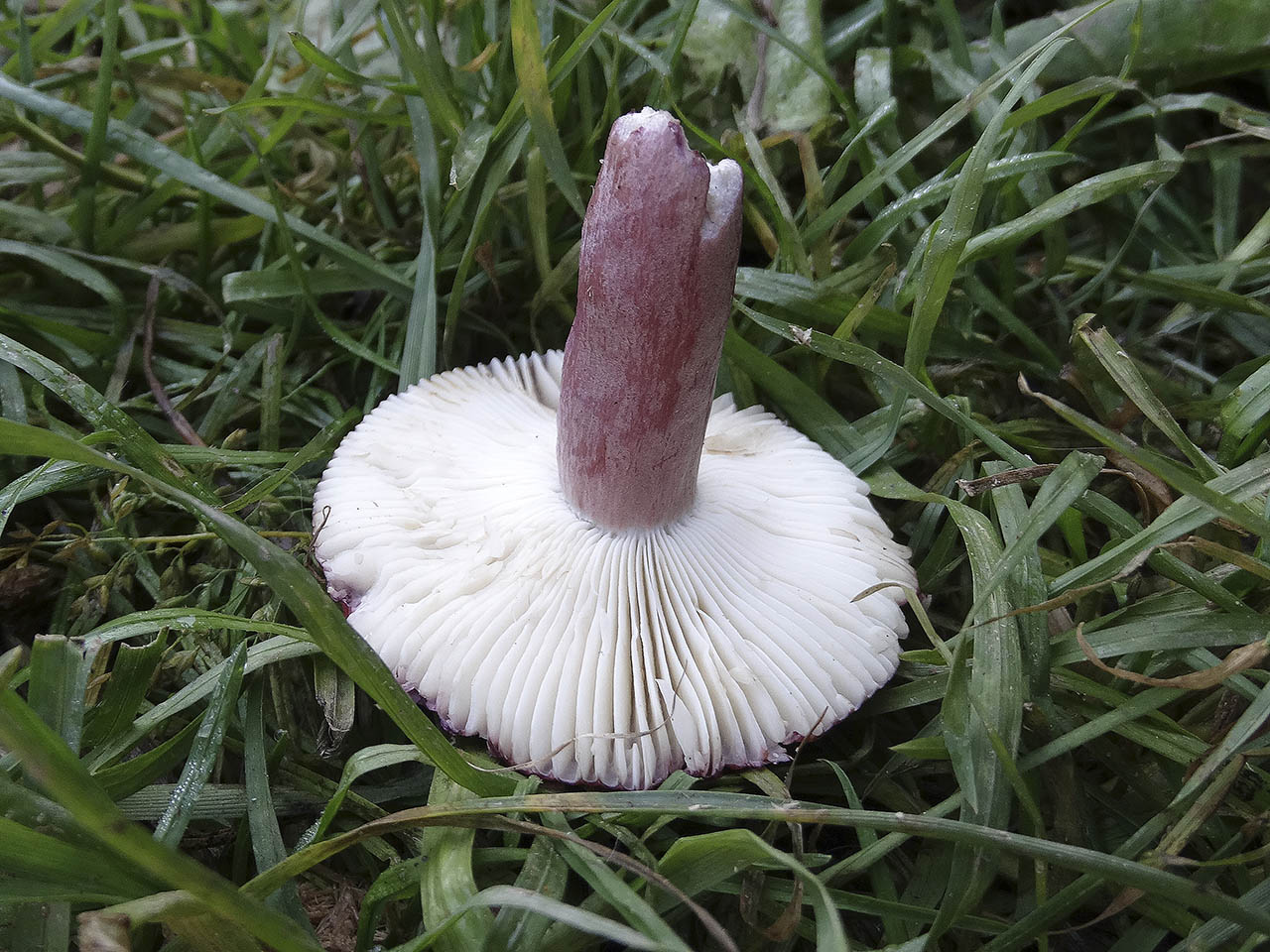 Russula queletii AMF 20181016-02