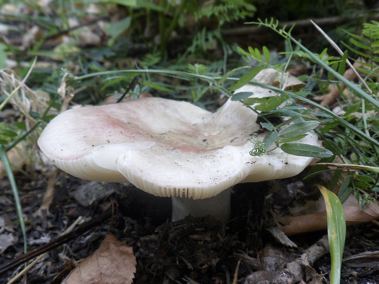 Russula exalbicans