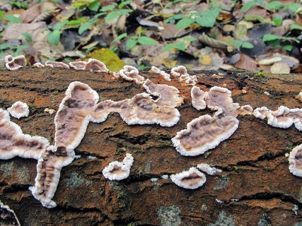Eichleriella deglubens MVK 20121014-03