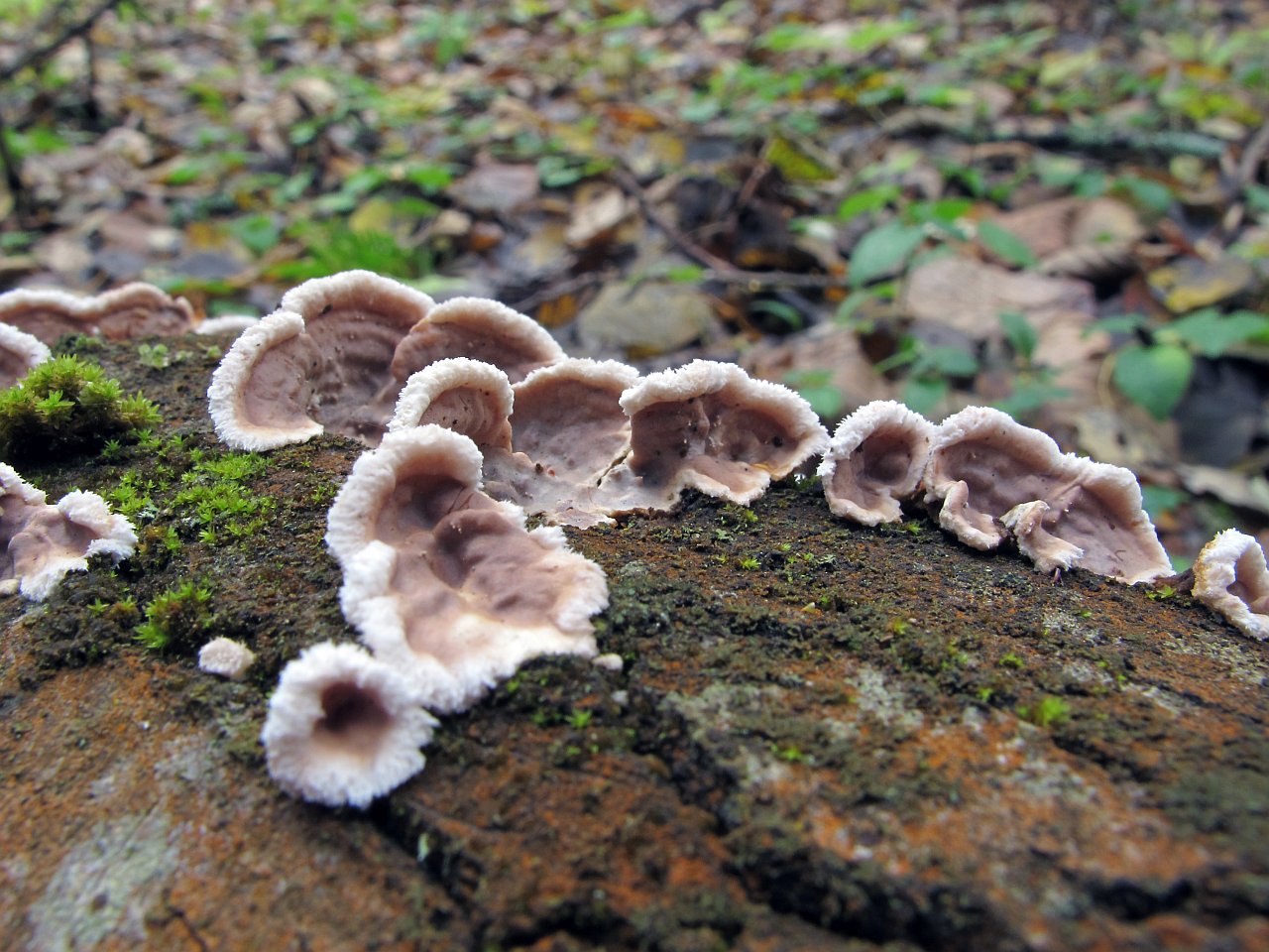 Eichleriella deglubens MVK 20121014-02