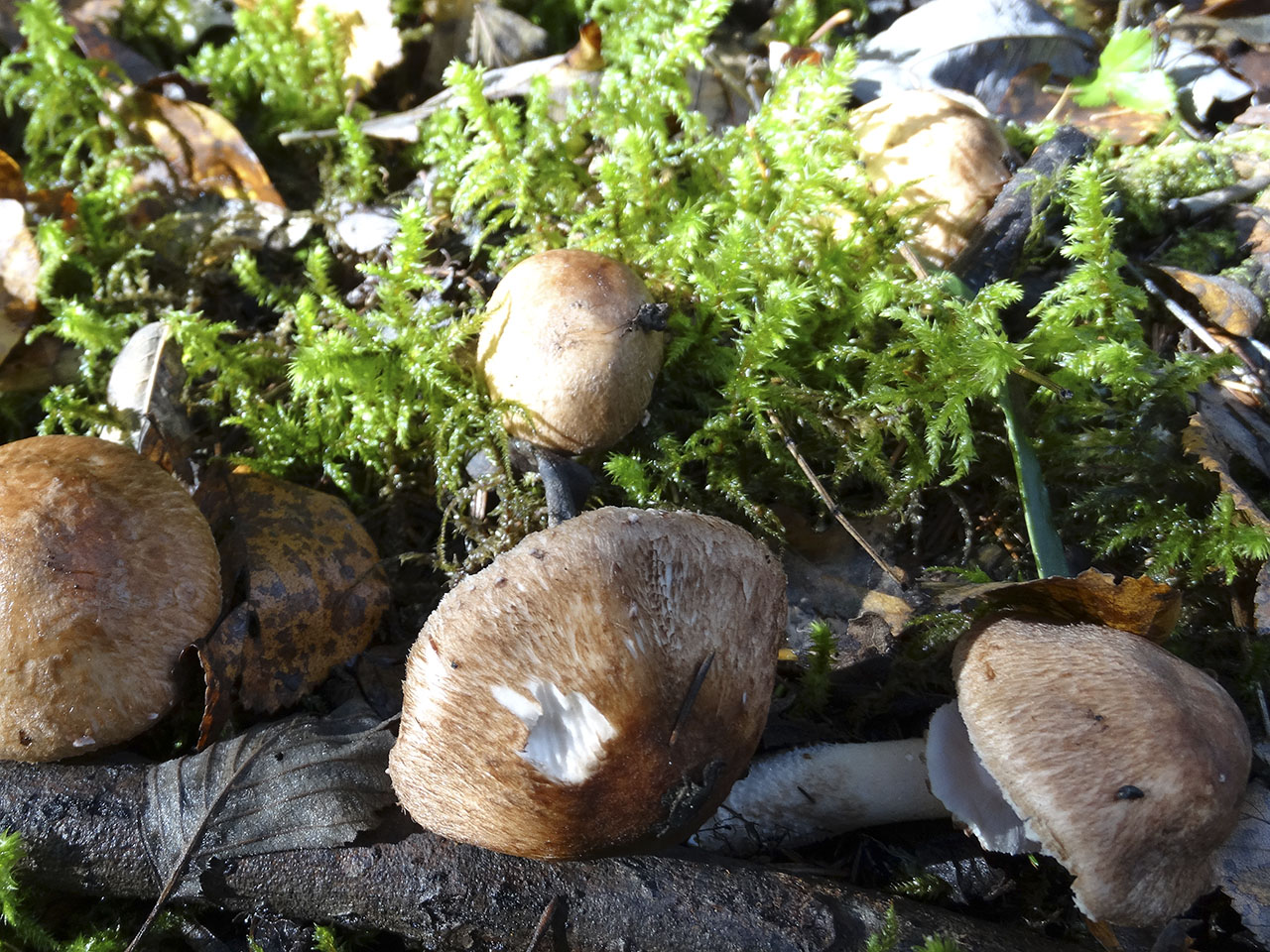 Agaricus silvaticus AMF 20181008-03