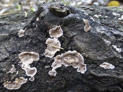 Corticium roseum AMF 20181015-02