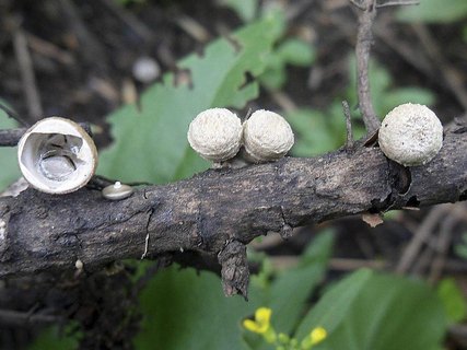 Cyathus stercoreus AMF 20160909-01