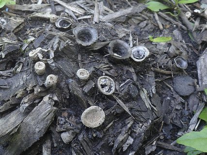 Cyathus stercoreus AMF 20170726-03