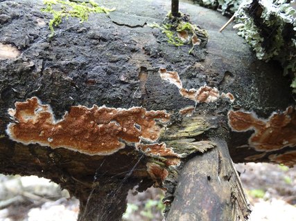 Gloeoporus taxicola AMF 20180607-01