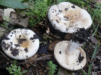 Lactarius pubescens AMF 20180918-01