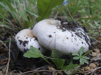 Lactarius pubescens AMF 20180918-02