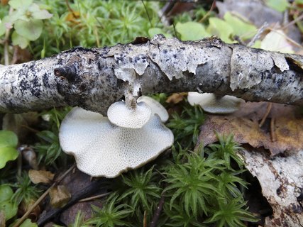 Lentinus brumalis AMF 20181015-03