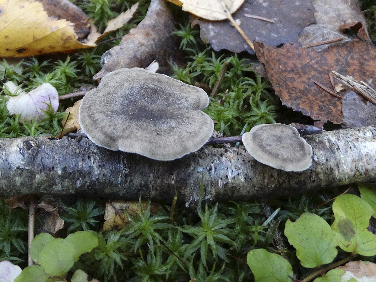 Lentinus brumalis AMF 20181015-01