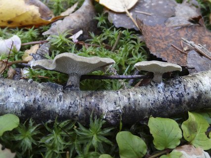 Lentinus brumalis AMF 20181015-02