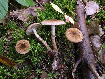 Cortinarius pholideus