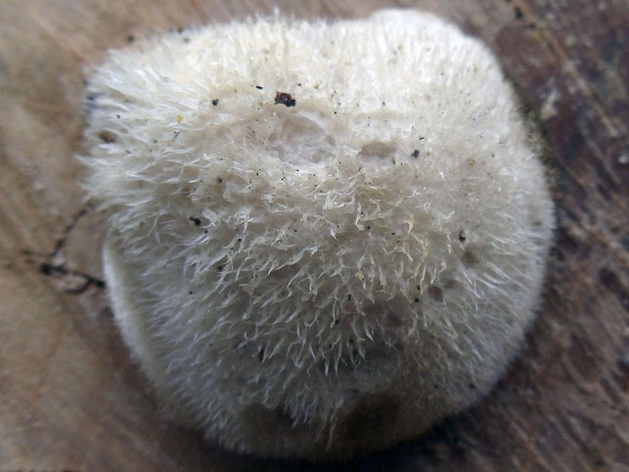 Lignomyces