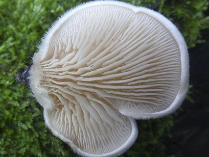 Lignomyces vetlinianus AMF 20160710-02