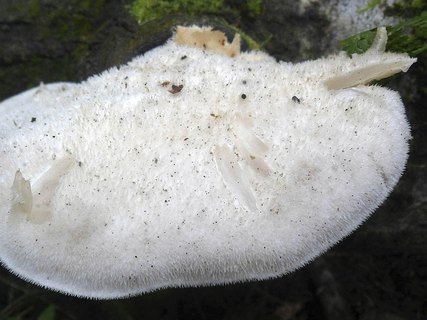 Lignomyces vetlinianus AMF 20160818-08