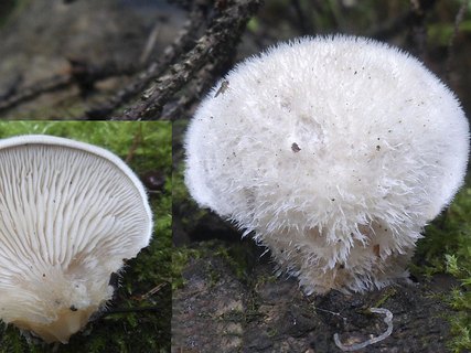 Lignomyces vetlinianus AMF 20160709-05