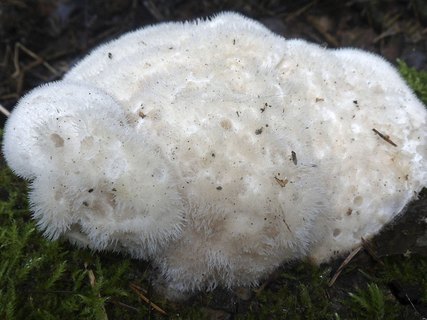Lignomyces vetlinianus AMF 20160709-06