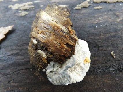 Oligoporus alni AMF 20171017-02