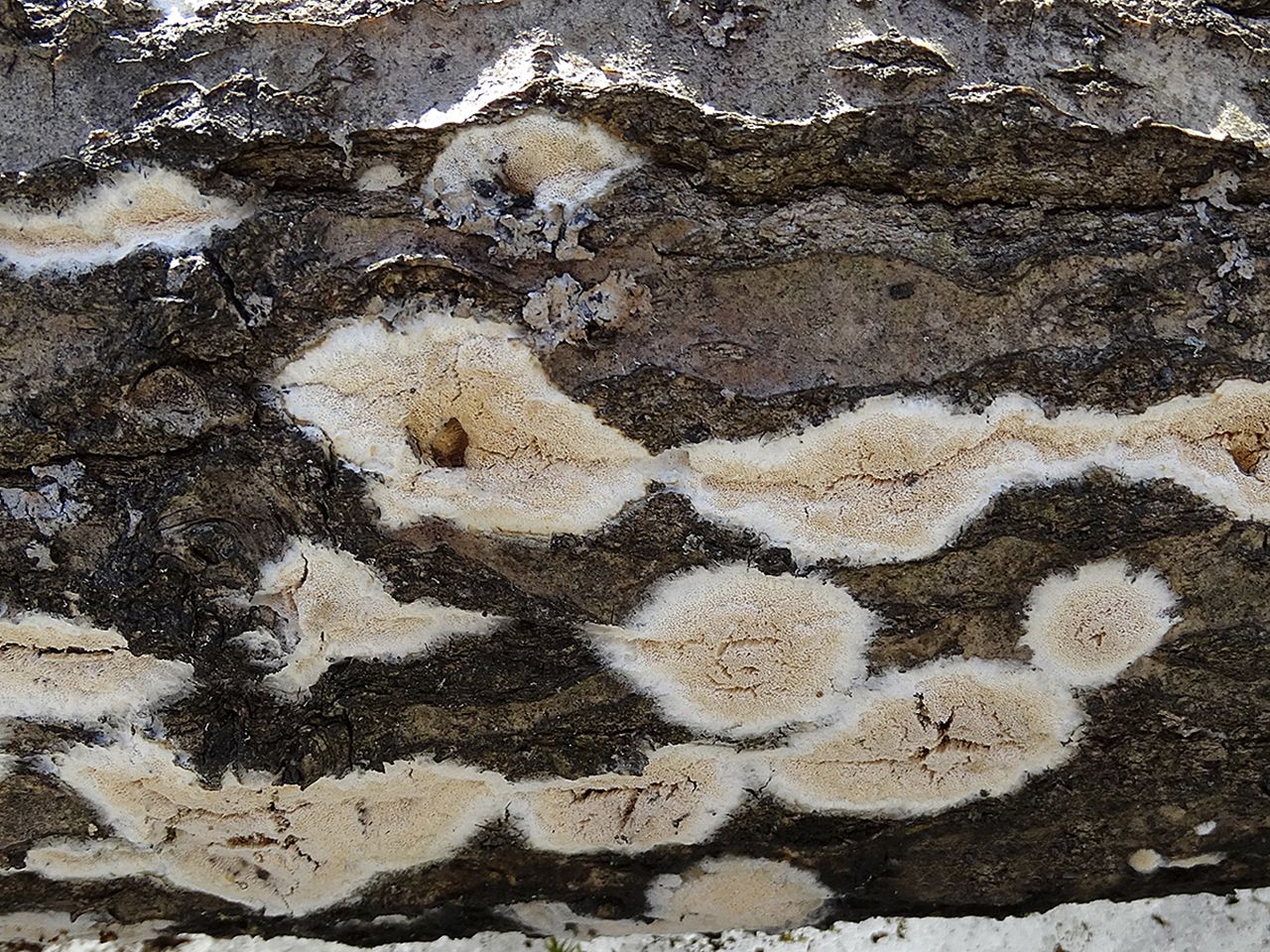 Perenniporia medulla-panis AMF 20160404-02