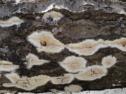 Perenniporia medulla-panis AMF 20160404-02