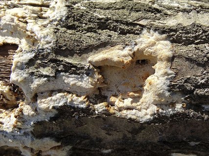Perenniporia medulla-panis AMF 20160404-01