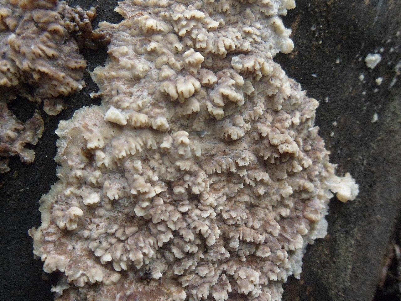 Phlebia rufa